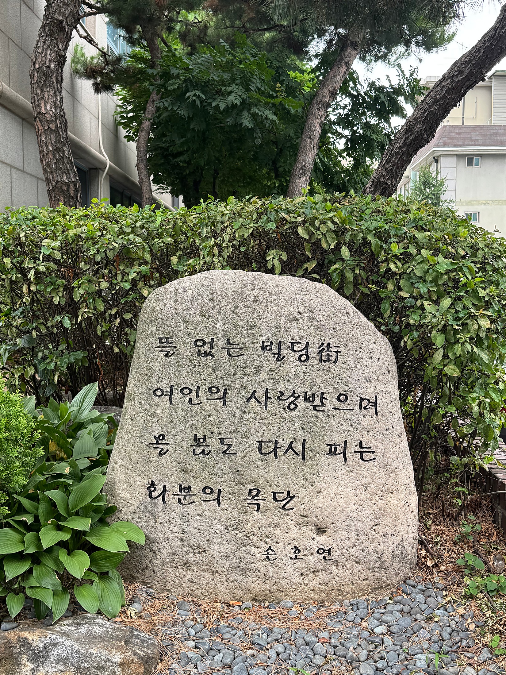 뜰 없는 빌딩街 여인의 사랑받으며 올 봄도 다시 피는 화분의 목단; Summer 2026