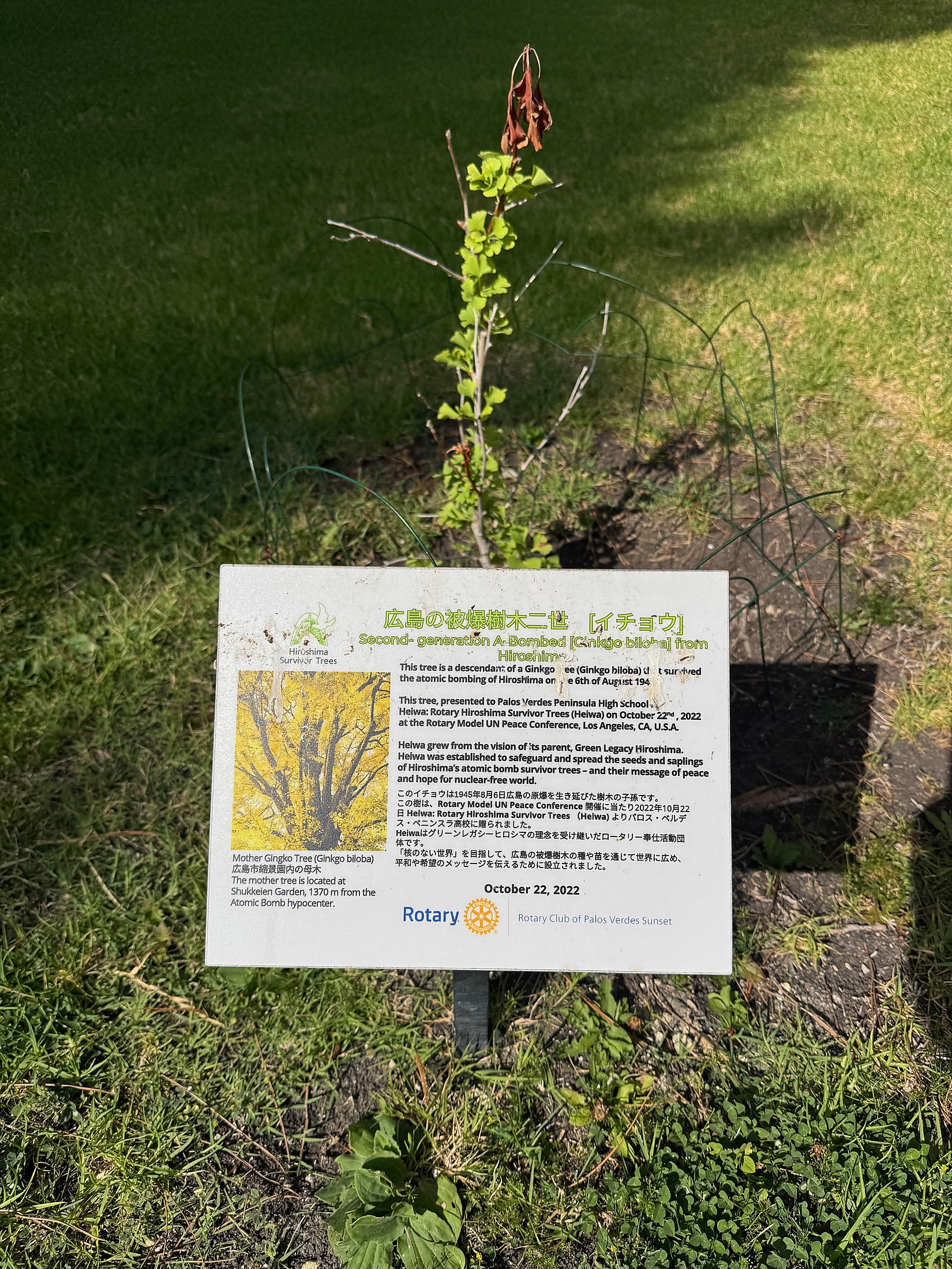 'Rotary Hiroshima Survivor Tree' planted in front of Palos Verdes Peninsula HS, October 2022; Summer 2026